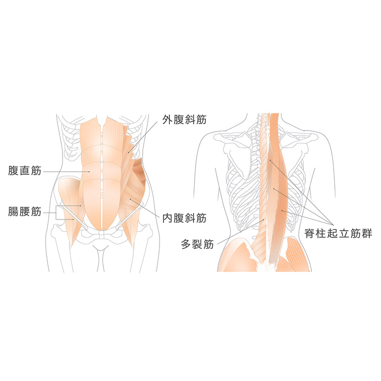 身体が自ずとバランスを取ろうとする動作は背筋、腰部のイ ンナーマッスルである多裂筋や腸腰筋を刺激します。また左右に揺れる動きは、背中の脊柱起立筋、腹部の腹直筋、外腹斜筋、内腹斜筋を同時かつ効果的に刺激し、歩行時よりも高い筋活動量を確認できました。体幹エクササイズはもちろん、さまざまな運動のサポートにもお使いください。