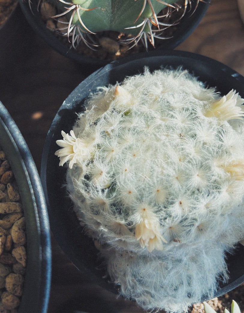 ふわふわの棘が雪のよう。サボテン「白星」の育て方って？ フロー