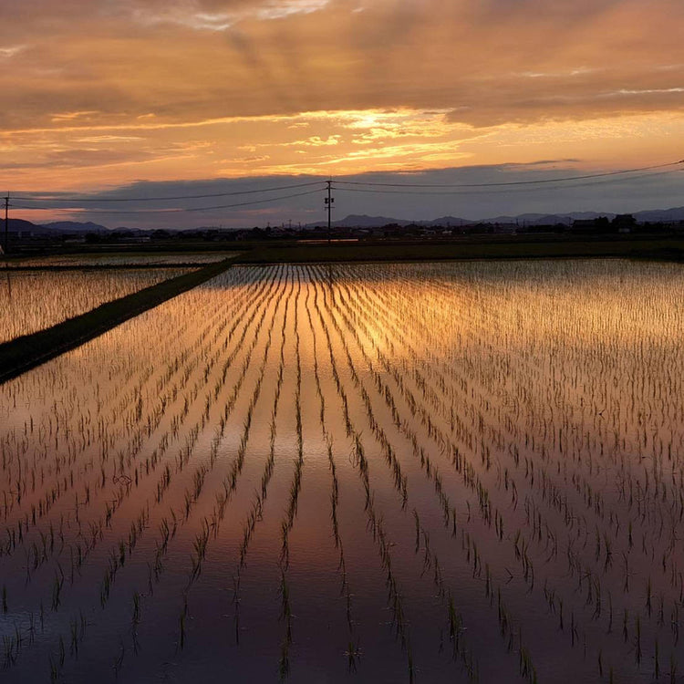 おくむら農園 | オクムラノウエン　熊本県産「菊池米 ヒノヒカリ」新米5㎏（令和6年産）