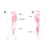 KAMOLEGが着目したのは、「ふくらはぎ（腓腹筋）」「太もも（大腿四頭筋）」「足を振り上げるインナーマッスル（腸腰筋）」「お尻（大臀筋）」の４つの筋肉。歩くたびにこれらの下半身の筋肉を伸ばして鍛えることで、健康的な美脚を目指せます。