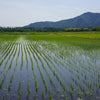 いなほ総合農園 | イナホソウゴウノウエン　栃木県産「水清米 コシヒカリ」2kg(令和5年産)