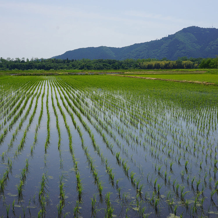 いなほ総合農園 | イナホソウゴウノウエン　栃木県産「水清米 コシヒカリ」新米5㎏(令和6年産)