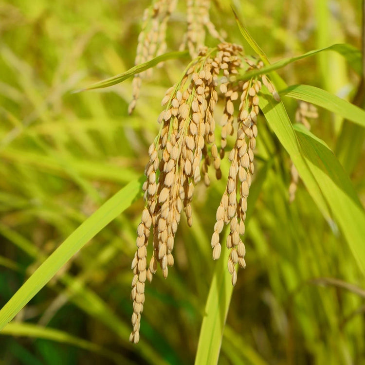 おくむら農園 | オクムラノウエン　熊本県産「菊池米 ヒノヒカリ」新米5㎏（令和6年産）