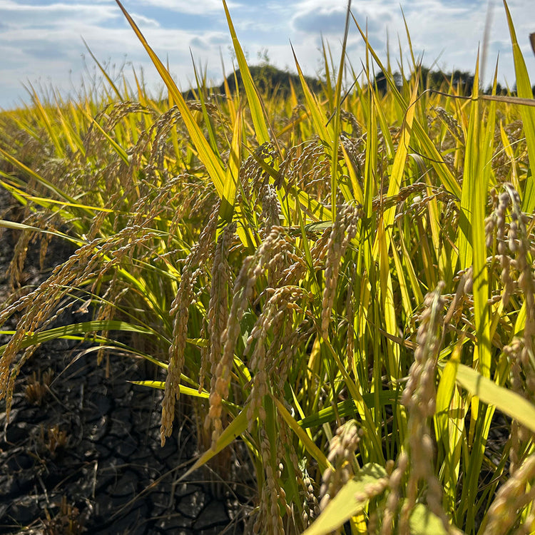 おくむら農園 | オクムラノウエン　熊本県産「菊池米 ヒノヒカリ」新米5㎏（令和6年産）