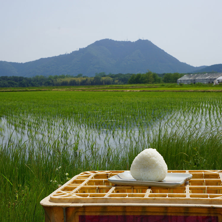 健一窯 | ケンイチガマ　Begin別注 益子焼・おにぎり皿（健一窯／大塚雅淑）＋栃木産水清米2kg＋サンザル梅干し